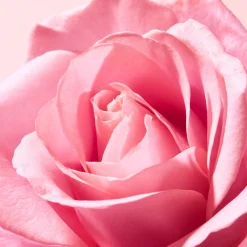 NUXE Baume lèvres à la rose New